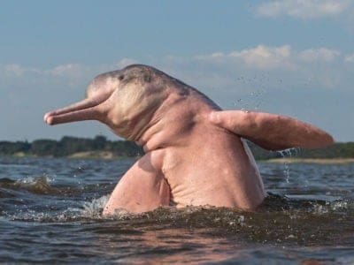A Amazon River Dolphin (Pink Dolphin)