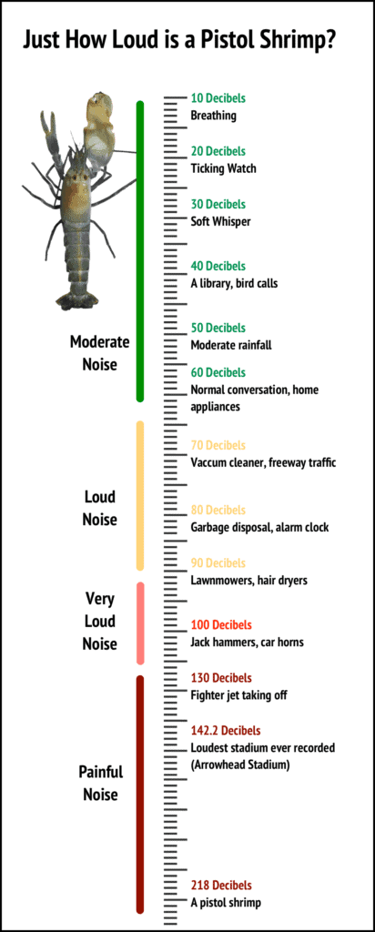 Pistol shrimp decibel chart that shows how loud a pistol shrimp claw is when attacking prey