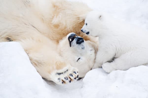 A polar bear cub with its mom