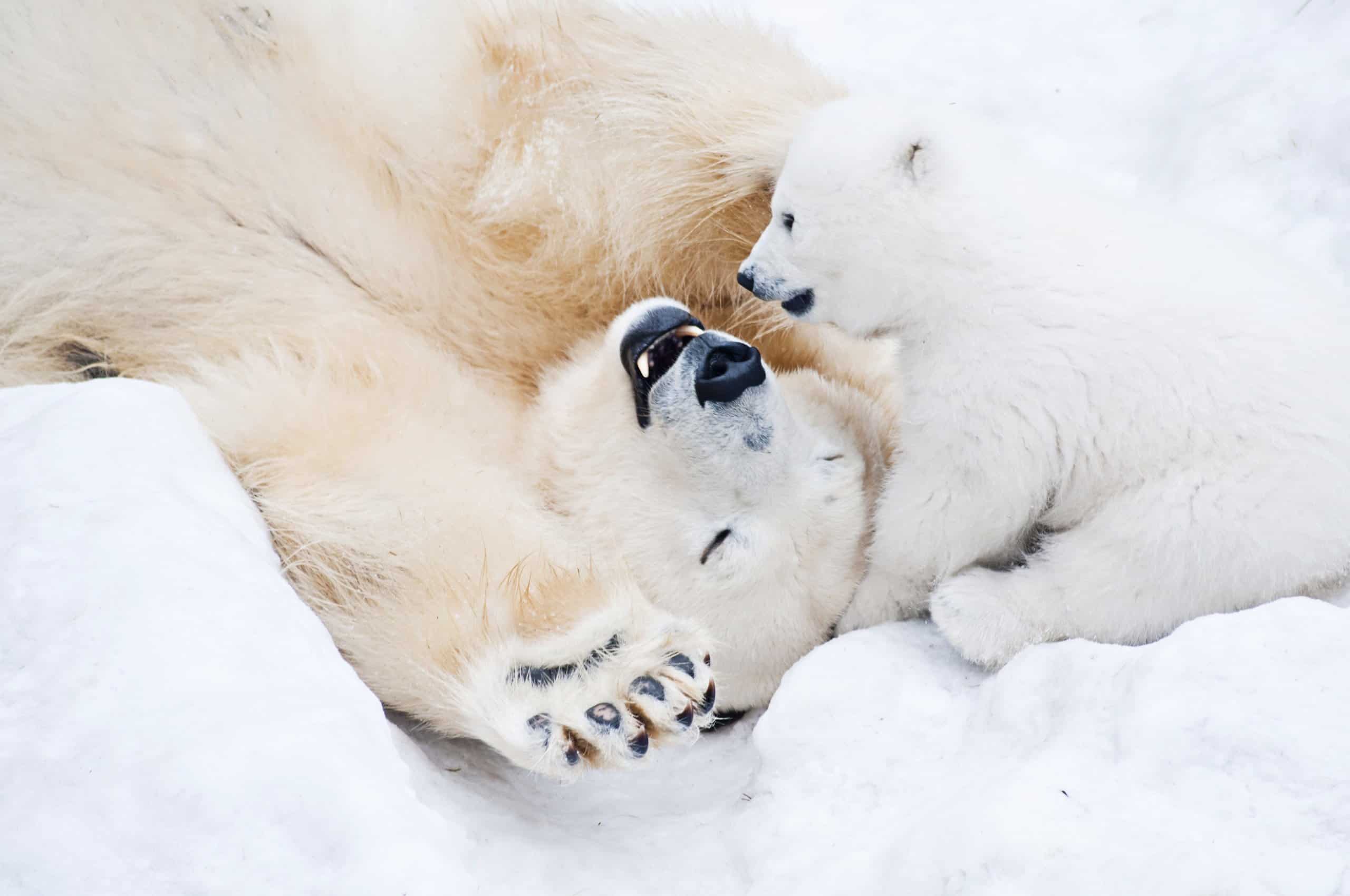 Polar Bear Animal Facts | Ursus Maritimus - Az Animals