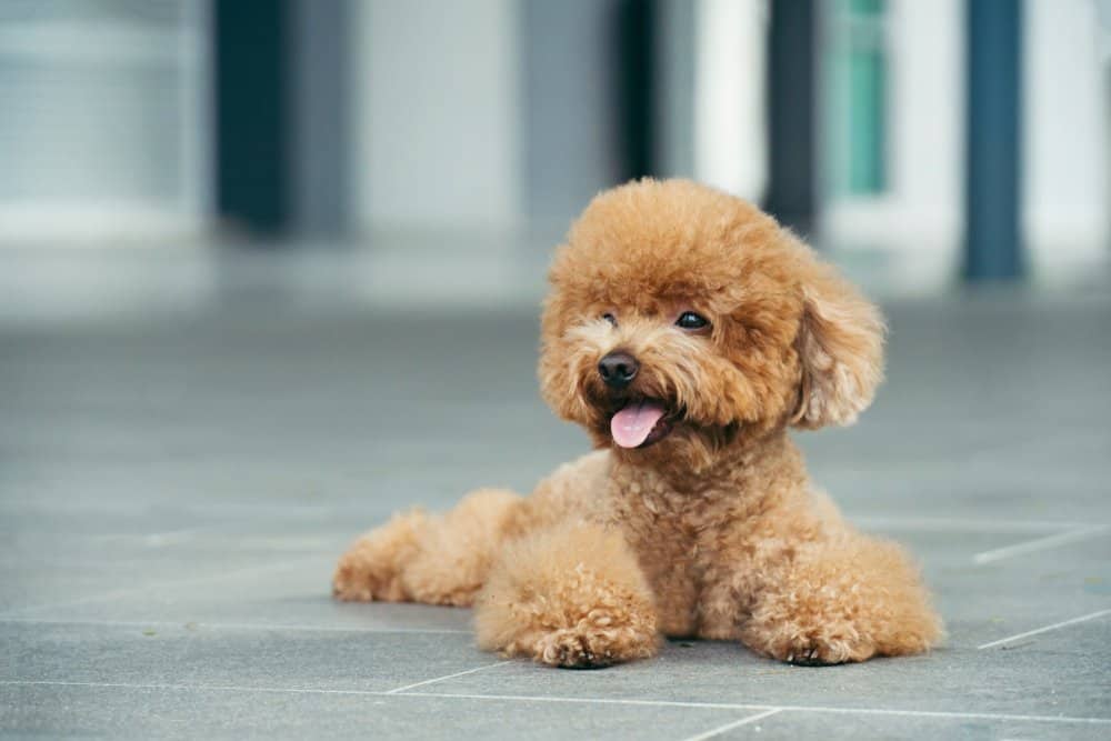 Poodle (Canis familiaris) - Toy Poodle laying on ground