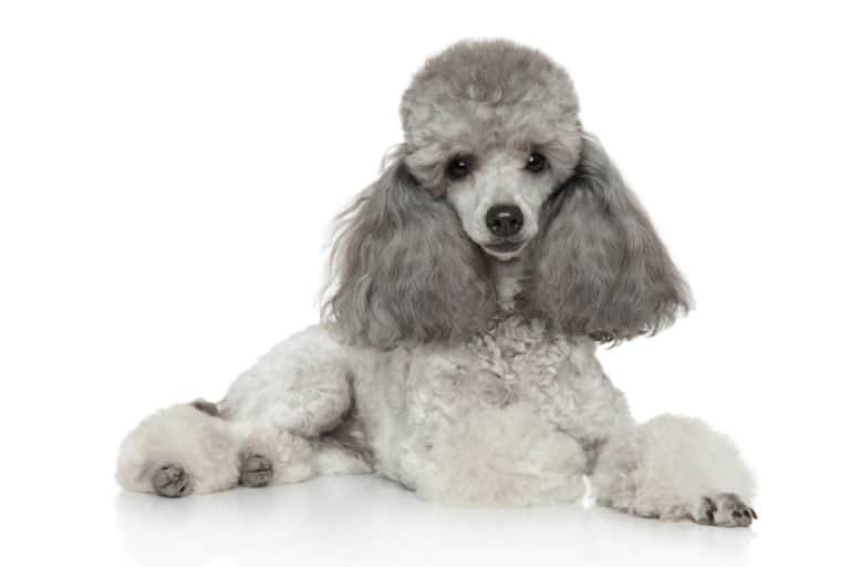 Poodle (Canis familiaris) - laying on ground against white background