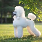 The beautiful and intelligent poodle is a fascinating dog breed. 