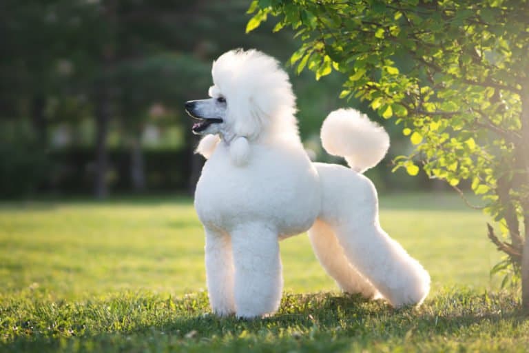 Poodle (Canis familiaris) - white fluffy poodle standing in grass