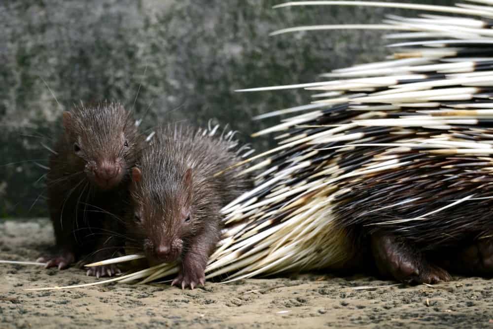 Porcupine (Erethizon Dorsaum) - babies