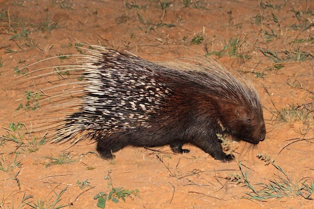 porcupine shooting quills