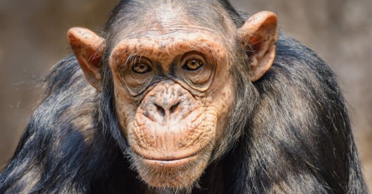 Monkeys vs. Apes: Portrait of a male chimpanzee