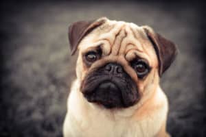Pug (Canis familiaris) - close-up of face