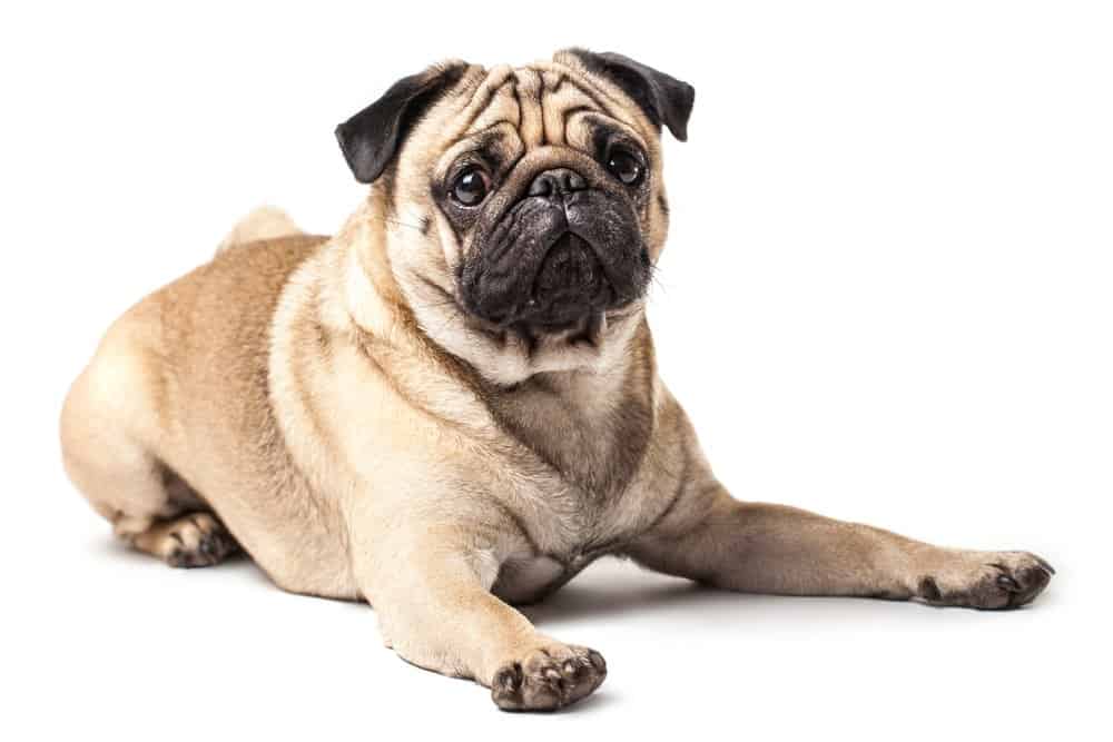 Pug (Canis familiaris) - laying on ground against white background