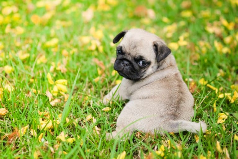 Pug (Canis familiaris) - puppy laying in flowers