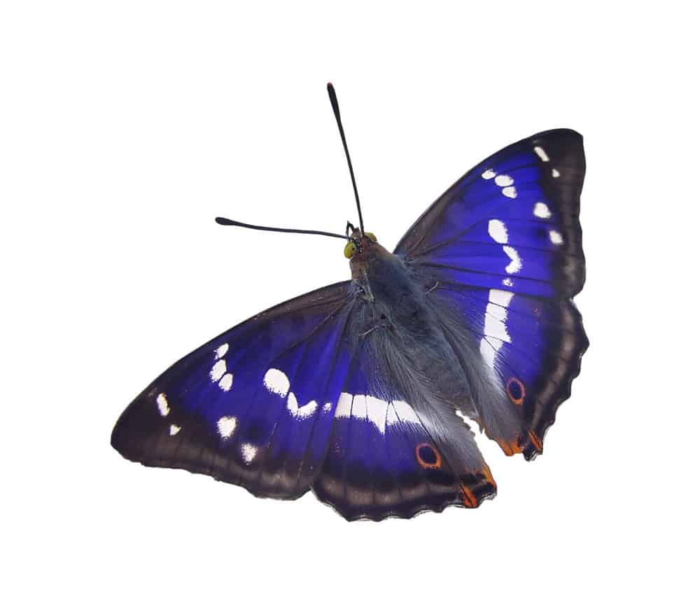 Purple emperor butterfly guide: how to identify, what they eat