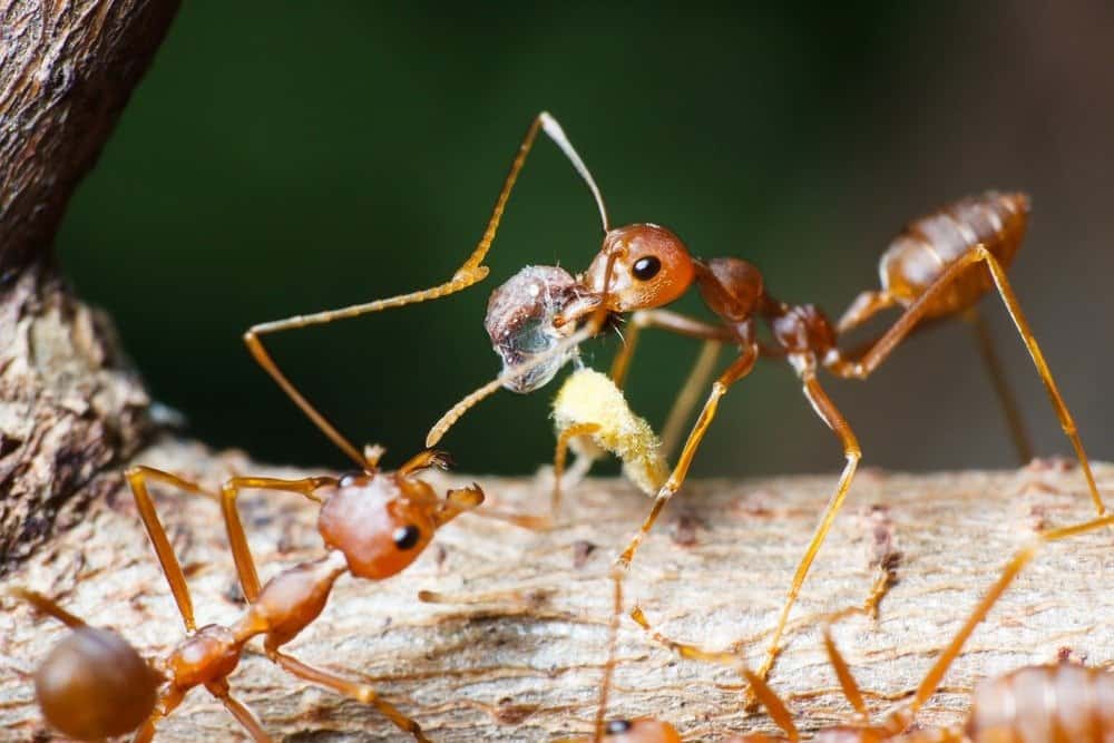 Maricopa Harvester Ant Feeding