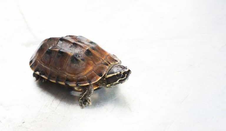 River Turtle (Emydidae) - against white background