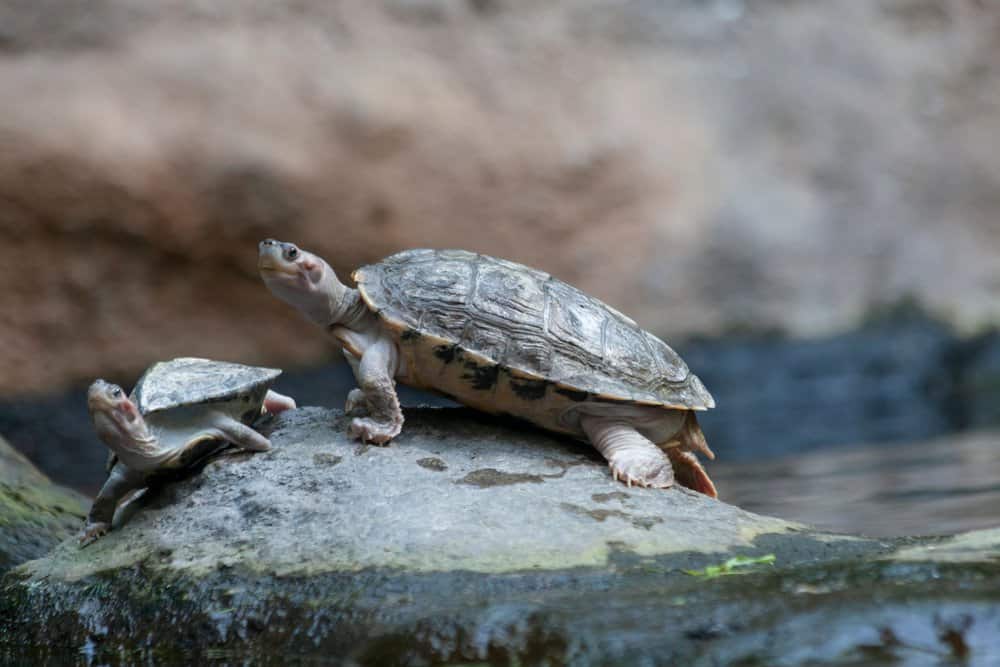 River Turtle (Emydidae) - with baby on rock
