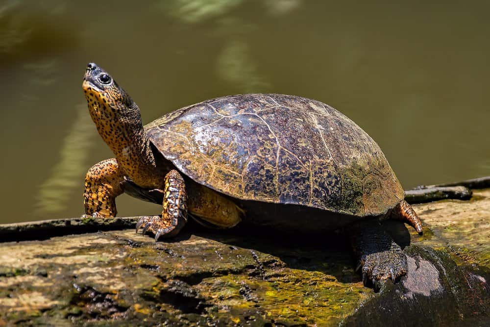 River Turtle (Emydidae) - sitting on a log