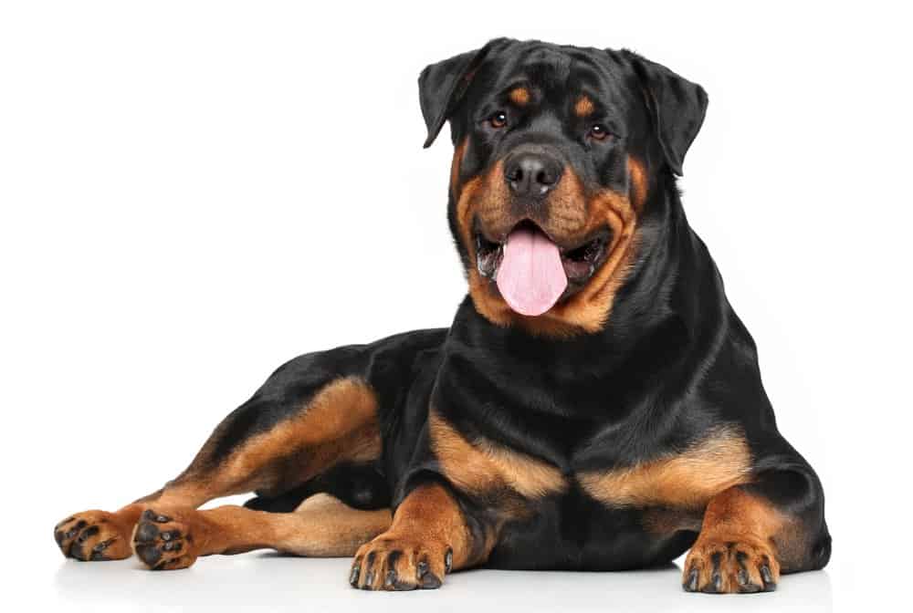 Rottweiler (Canis familiaris) - lying against white background