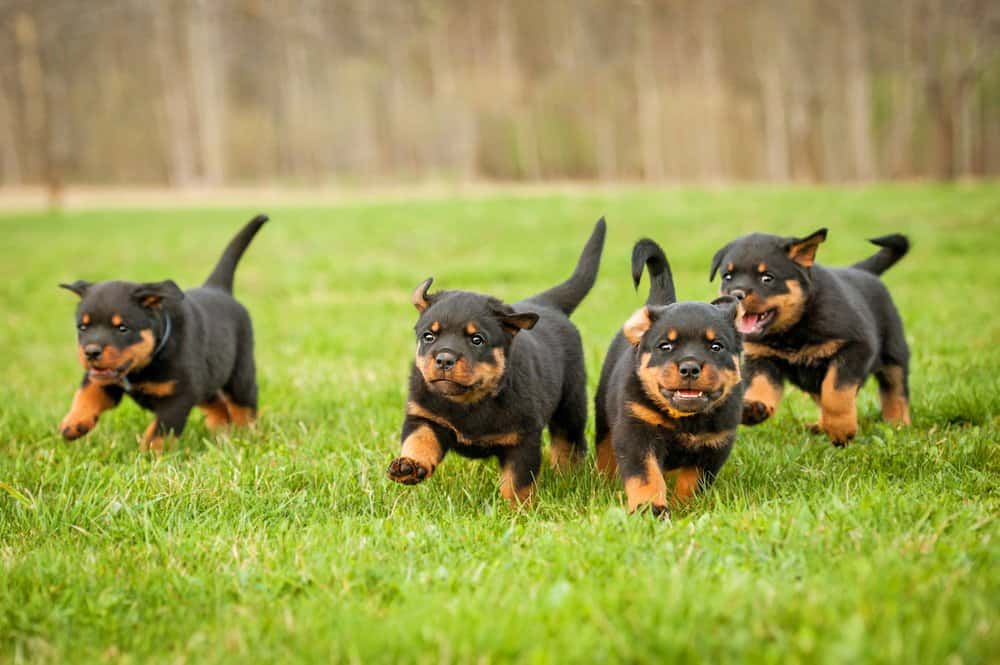 Rottweiler (Canis familiaris) - puppies running through grass