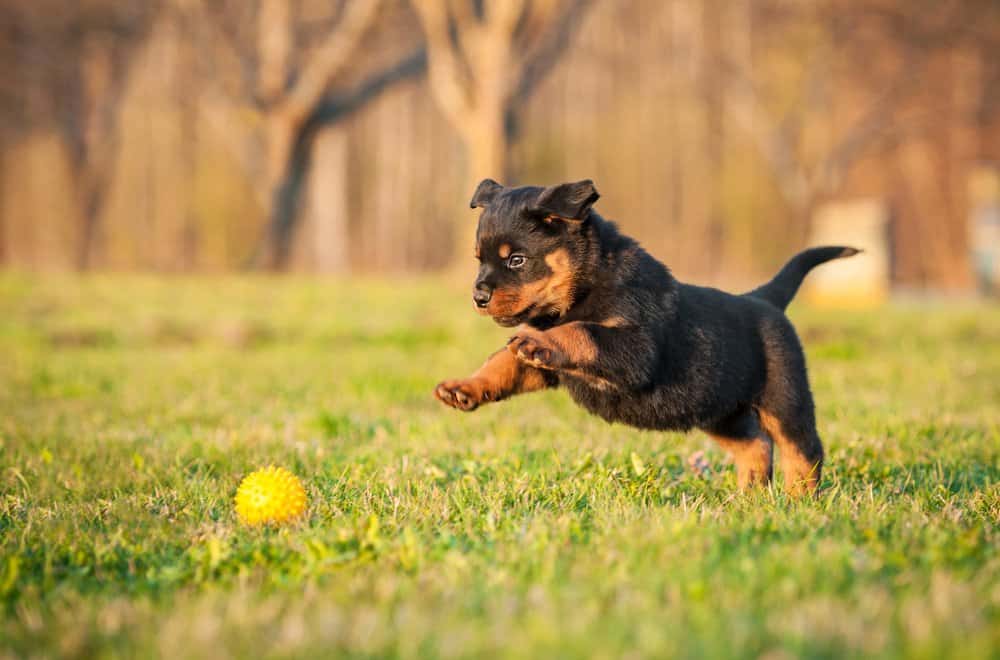 Rottweiler (Canis familiaris) - puppy chasing ball