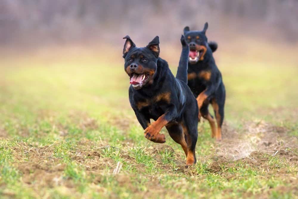 Rottweiler (Canis familiaris) - running through field