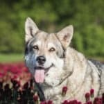 Saarloos Wolfdog