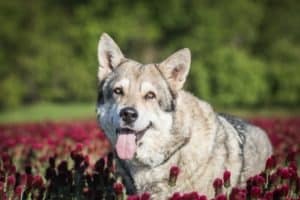 Saarloos Wolfdog photo
