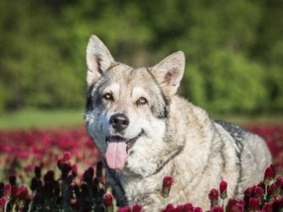 A Saarloos Wolfdog