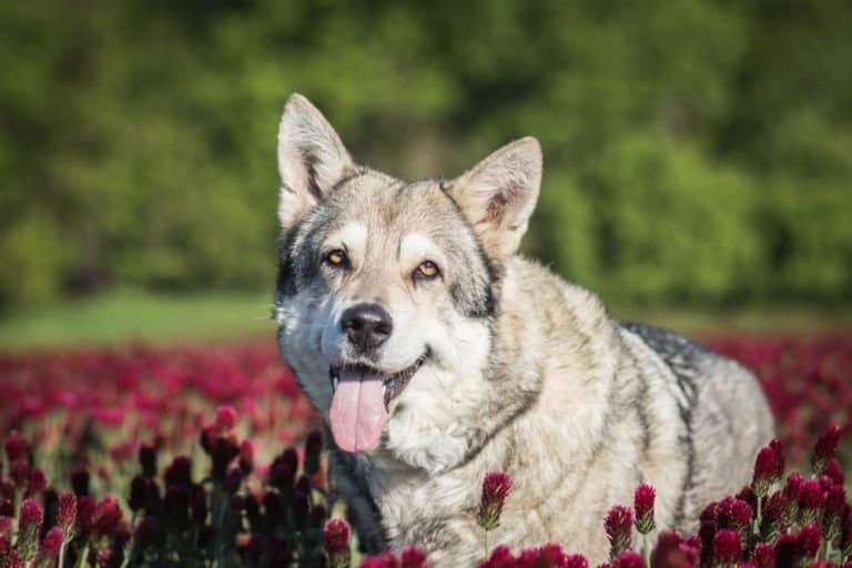 Saarloos wolfdog lying in field of flowers