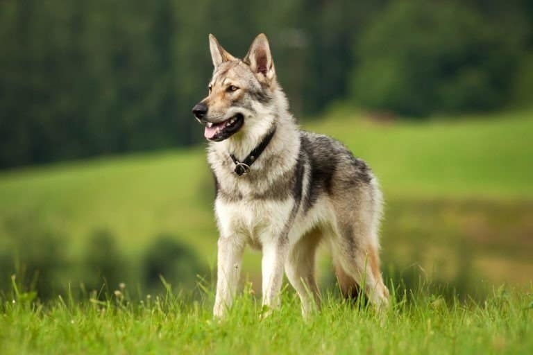 Saarloos Wolfdog in a meadow