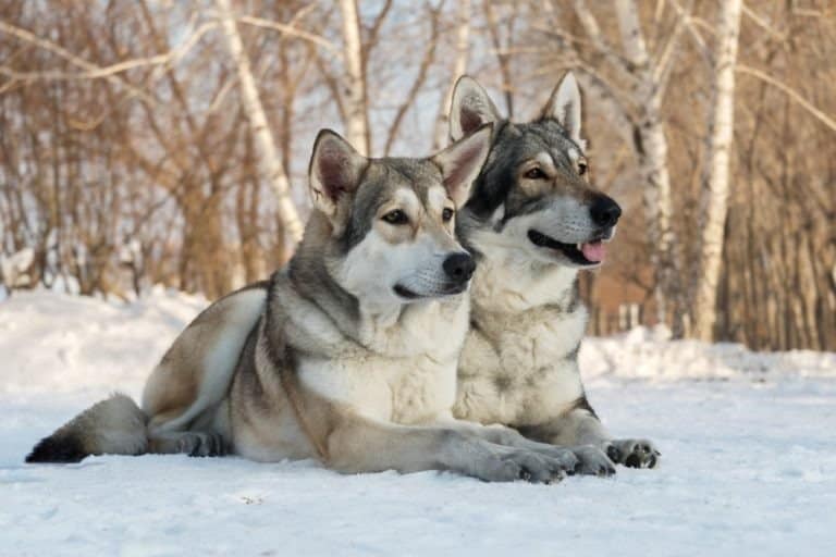 Beautiful male and female of Saarloos wolfdog in the winter park