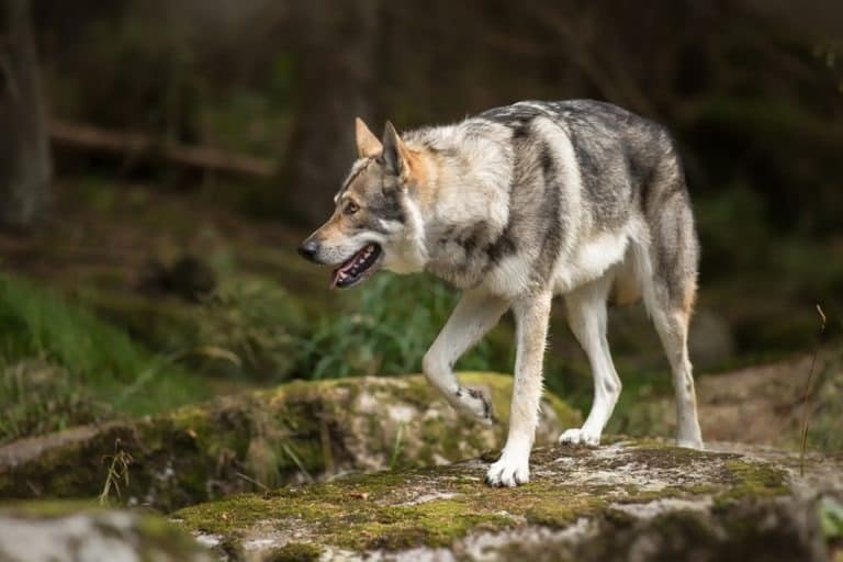 Saarloos Wolfdog on the river stones