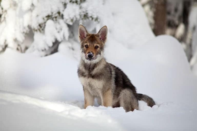 Saarloos wolfdog puppy in snow