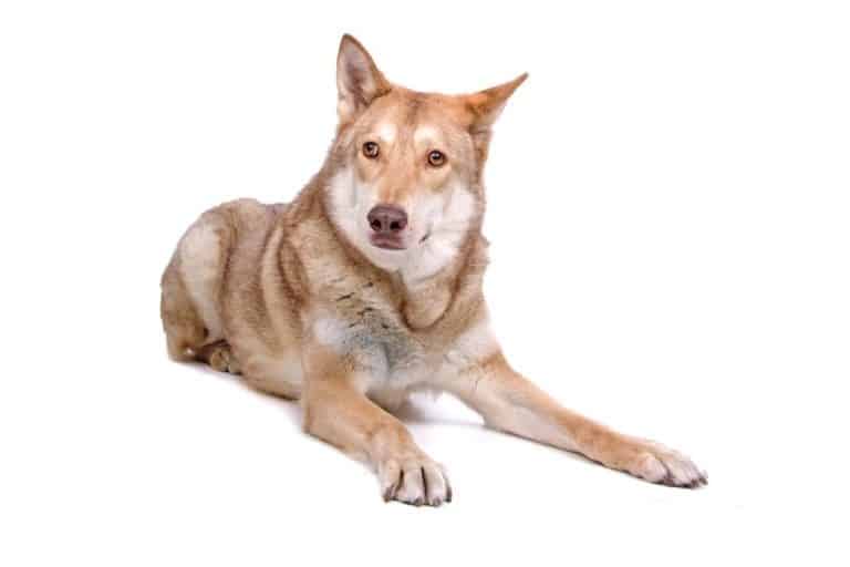 Saarloos Wolfdog isolated on a white background