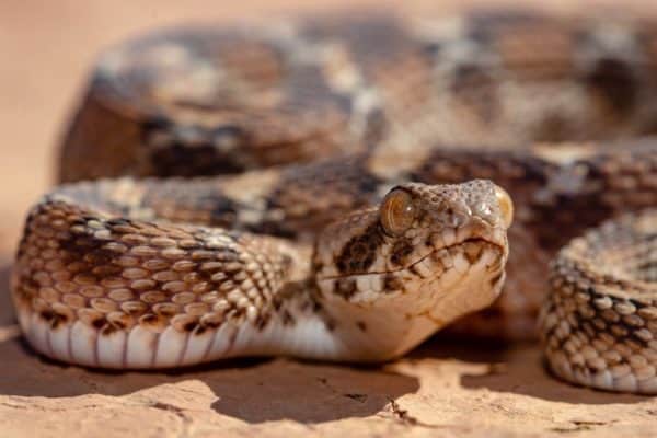 The Roman's Saw scaled Viper is the most dangerous snake in Africa and Asia