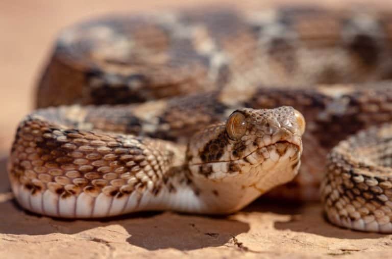 10 Most Venomous Animals - The Roman's Saw scaled Viper is the most dangerous snake in Africa and Asia
