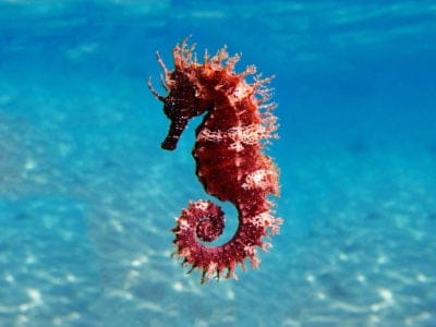 A Seahorse