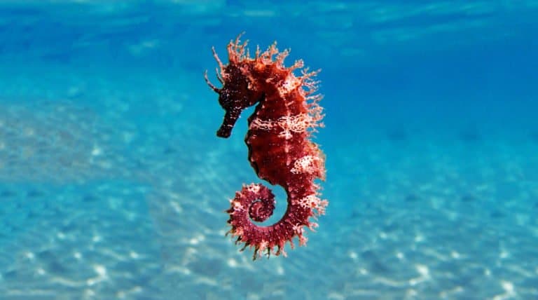 Seahorse (Hippocampus) - red and white floating swimming