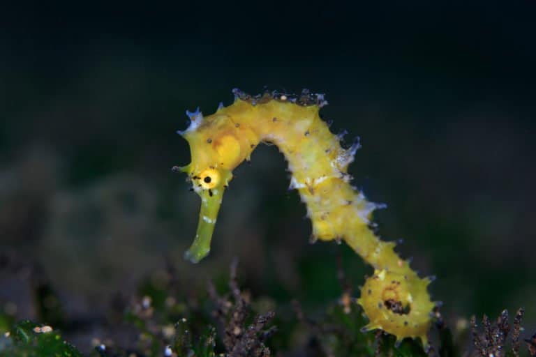 Seahorse (Hippocampus) - yellow adolescent
