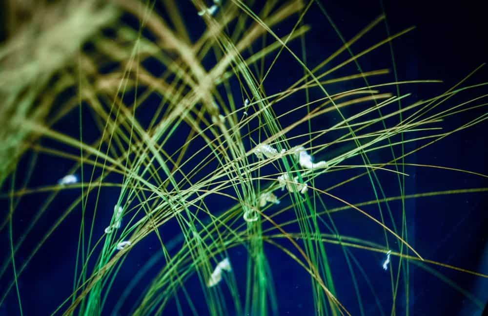 Seahorse (Hippocampus) - babies in grass underwater