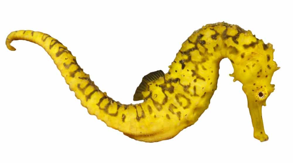 Seahorse (Hippocampus) - against white background