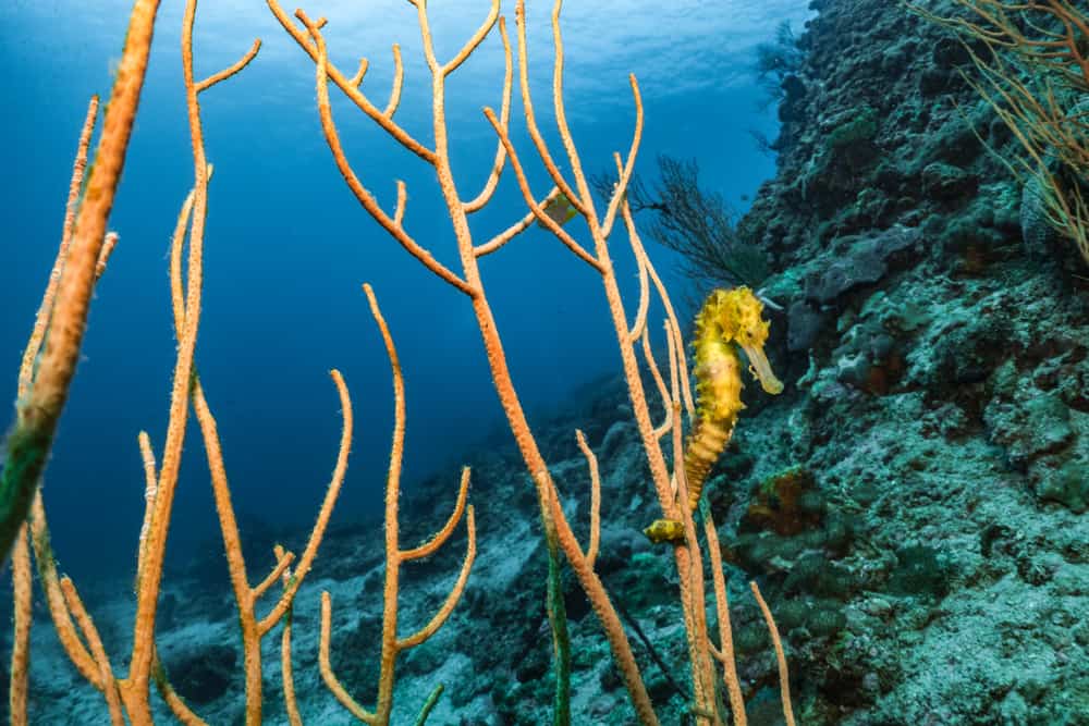 Seahorse (Hippocampus) - holding onto coral with tail