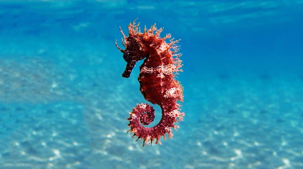 Seahorse (Hippocampus) - red and white floating swimming