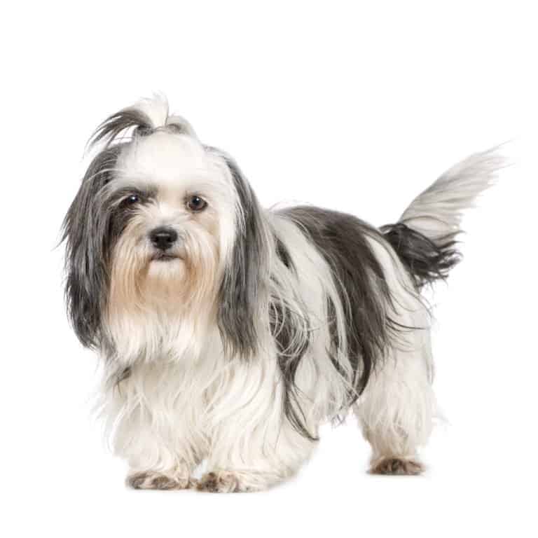 Shih Tzu (Canis familiaris) - standing against white background