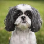 Shih Tzus were originally bred by Chinese royalty!