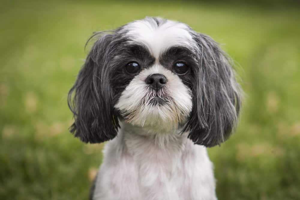 why do shih tzu eyes smell