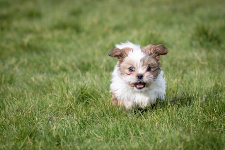 Shih Tzu (Canis familiaris) - puppy running