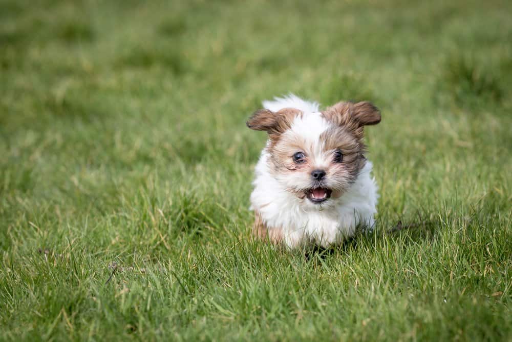 Shih Tzu (Canis familiaris) - puppy run