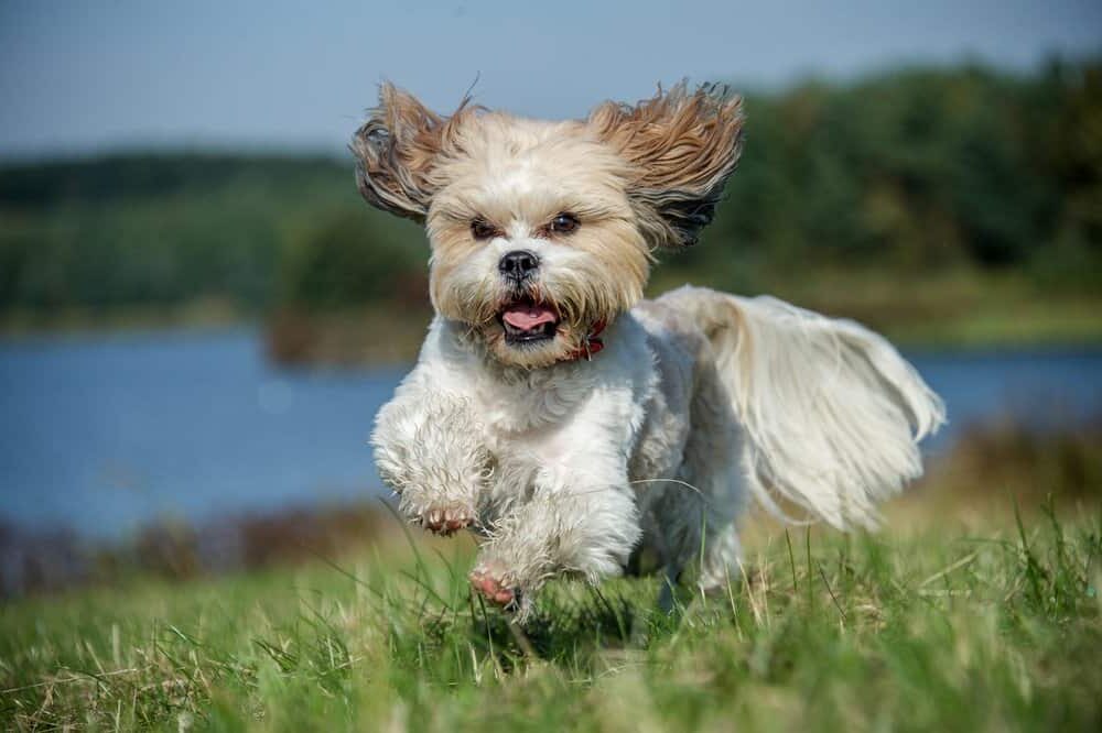 Những chú chó đẹp nhất / dễ thương nhất - Shih Tzu - chạy qua cánh đồng cỏ gần hồ