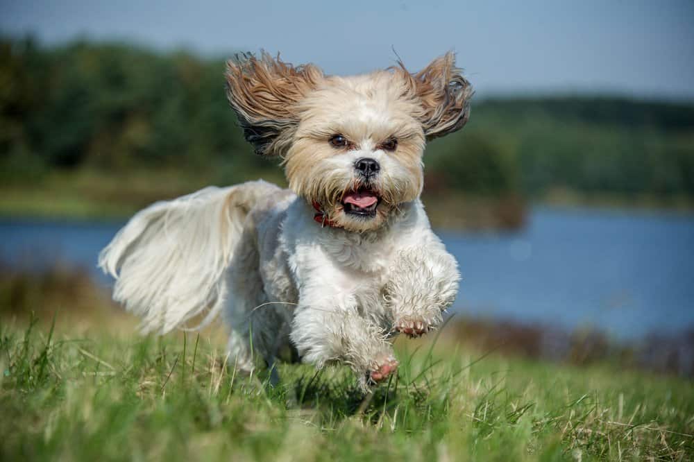 Shih Tzu (Canis familiaris) - running through grassy field near lake