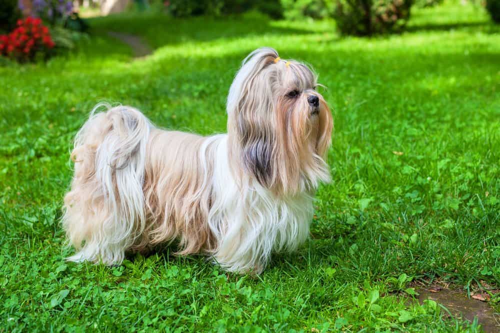 Shih Tzu (Canis familiaris) - standing on grass