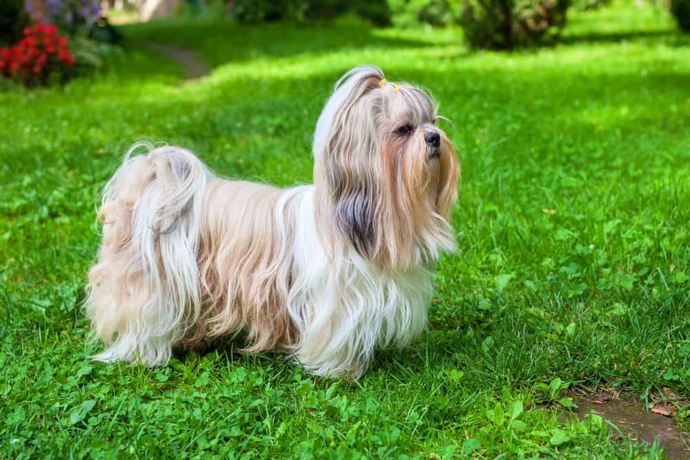 Shih tzu (Canis familiaris) - standing in grassy field